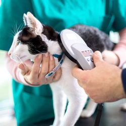 Nolan River Animal Hospital Offers Pet Microchipping