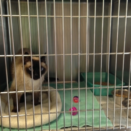 Nolan River Animal Hospital Tour