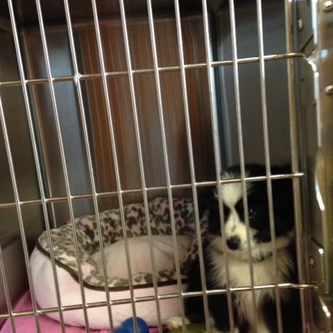 Nolan River Animal Hospital Tour